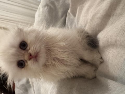 Oyuncu british longhair oburum