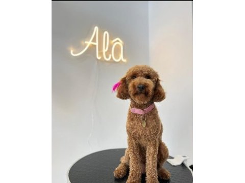 2 aylık poodle yavrularımız ailelerini arıyor