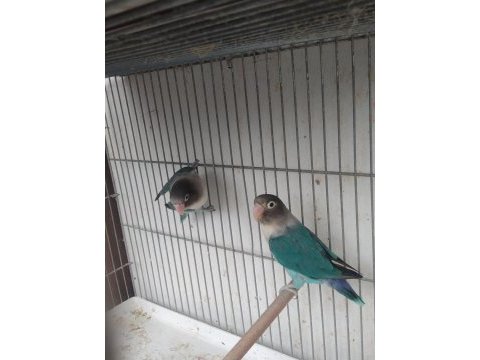 Yavru yumurta garantili cennet papağanı takım
