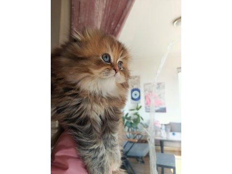 Golden scottish fold