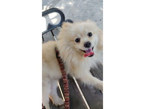 Sadece denizli içi pomeranian