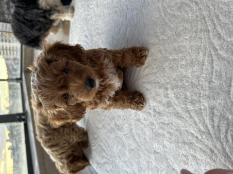 Mini maltipoo yavruları