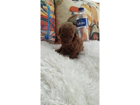 Kore ırk ve saglık garantılı poodle