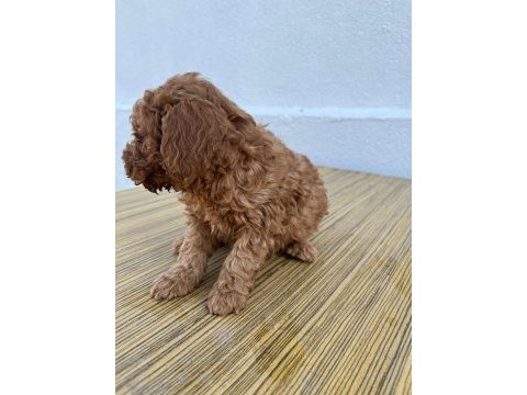 F2 maltipoo sıfır tüy dökülmesi