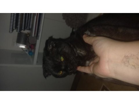 Scottish fold uysal bir kedimiz