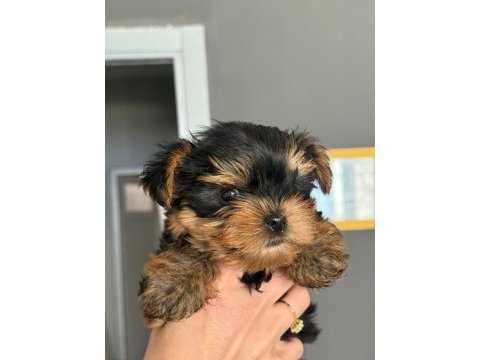 Teacup yorkshire terrier dünyalar tatlı yavrumuz