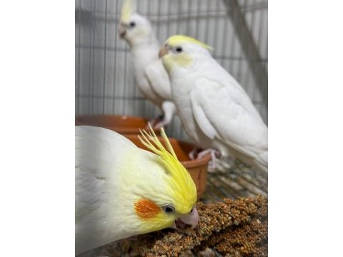 Sultan papağanı bebekler mevcuttur lutino albino ve grey