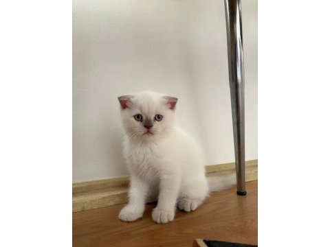Yavru british shorthair kedisi