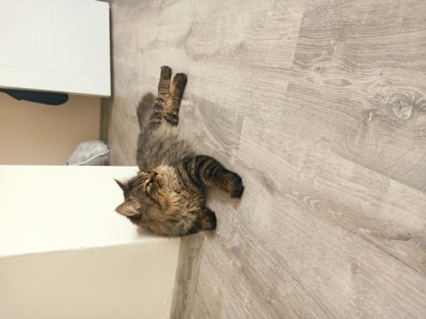 2 yaşında babalık tecrübeli full aşılı bakımlı asalet kedim