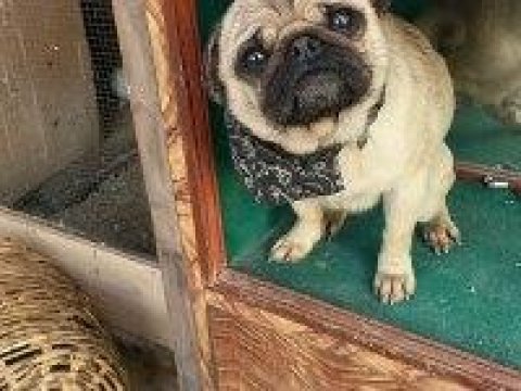 3 yaşında dişi pug köpeğimiz
