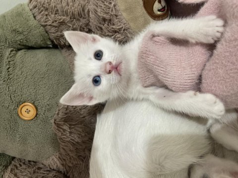 Khoa manee cinsi mia yeni aile arıyor