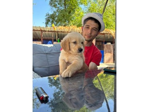 Golden retriever gerçek orjinal bebekler