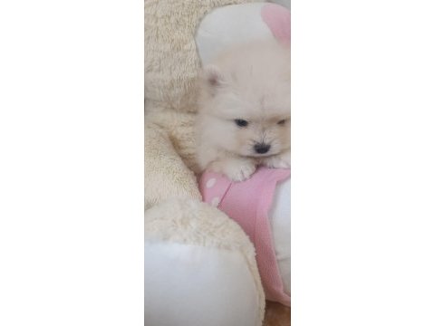 Pomeranian boo erkek ve dişi yavrularımız
