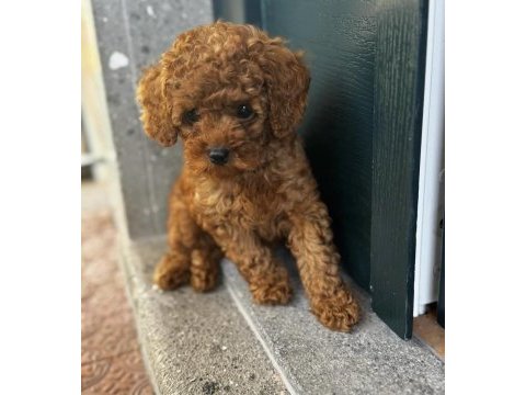 Toy poodle puppy