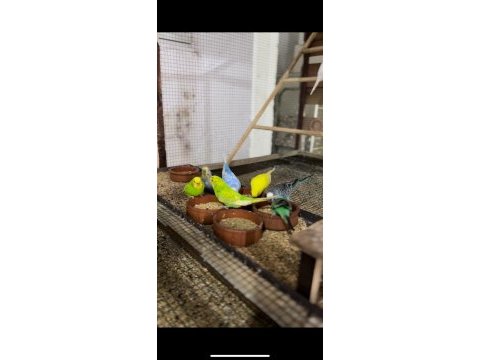 Damızlık çalışan muhabbet kuşu takımlar