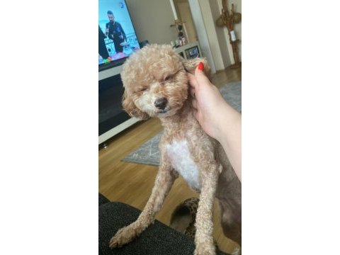 Toy poodle cinsi köpeğimiz yani sahibini arıyor