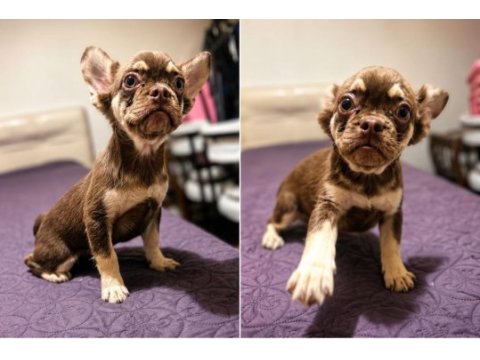 Rojo and tan fluffy french bulldog yavrular