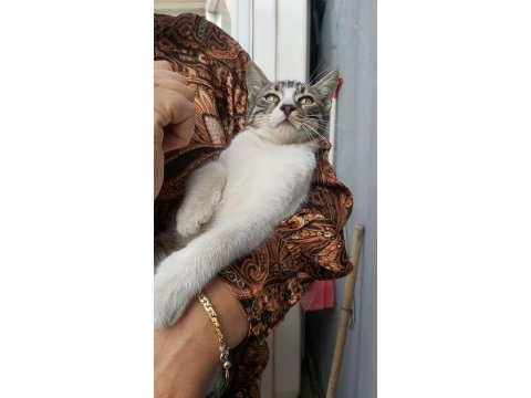 Kedimiz shaky tatlı oğlumuz yuva arıyor