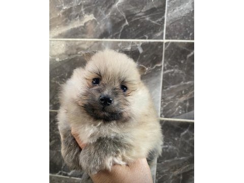 Orjinal ayı surat pomeryan booo yavrular 