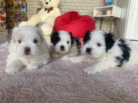 3 bebek köpeğimize yuva arıyoruz
