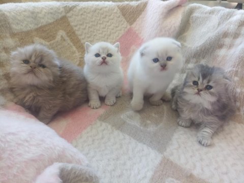 1 aylık safkan scottish fold yavrular