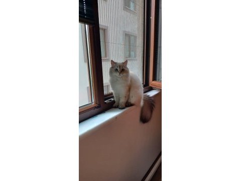 British yumoşumuzu sahiplendirendiriyoruz