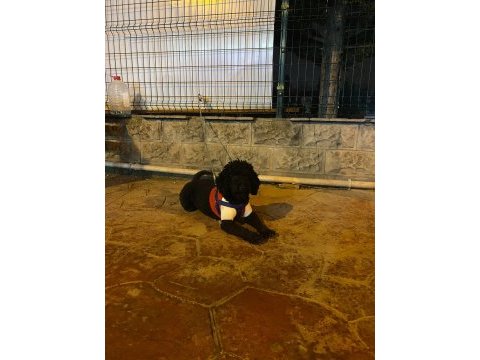Siyah disi minyatür poodle kizanda su an