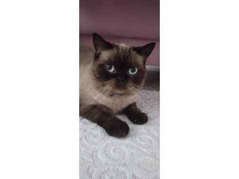 Baba biritish shorthair anne siyam malzeme ile birlikte vece