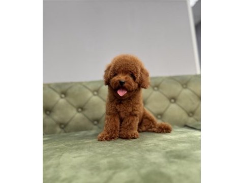 Kore toy garantili red brown toy poodle bebeklerimiz