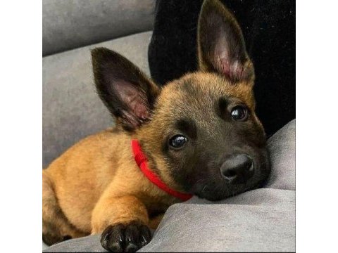 Belçika malinois yavrularımız