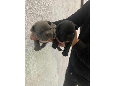 French bulldog yavrularımız