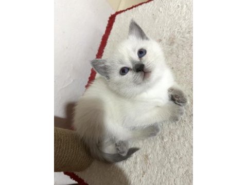 British shorthair blue point yavru