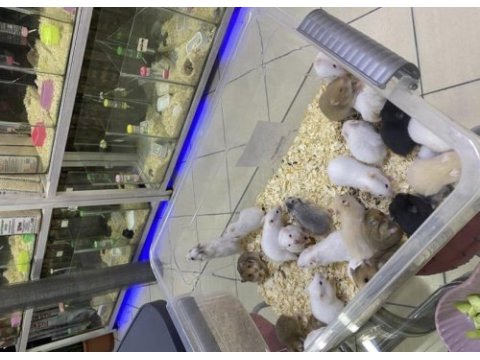 Hamster dair herşey antalya hamster çiftliği (bfa)