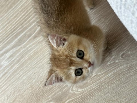 British shorthair golden