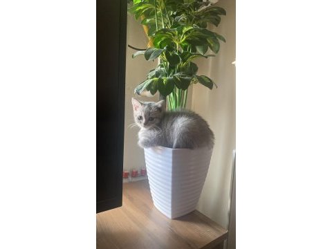 British shorthair yavrumu sahiplendiriyorum