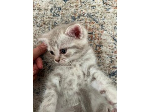 British shorthair yavru
