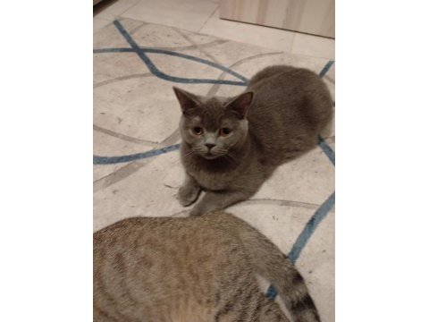 British shorthair