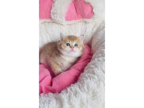 Değerini bilene golden ny11 brıtısh shorthair bebeğim 