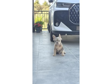 French bulldog erkek yavrumuz