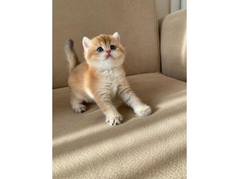 Portakal renginde safkan british shorthair yavrular