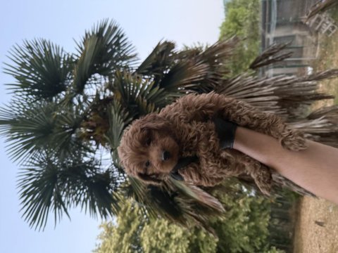 Maltipoo güzelliği