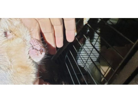 Kızanda bir doğum yapmış french bulldog