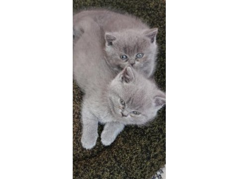 Scottish fold ve british shorthair blue yavrular