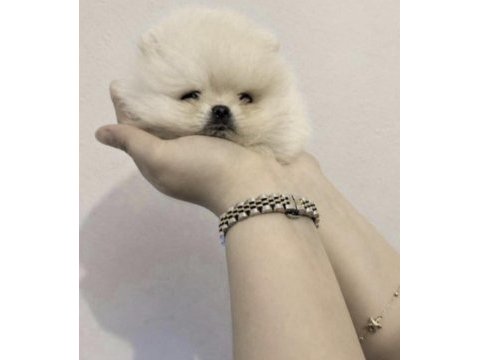 Pomeranian boo köpeği