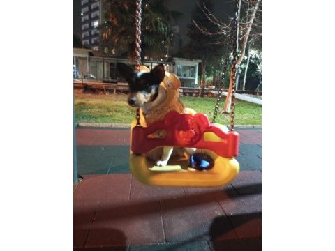 Köpeğimize yuva arıyoruz