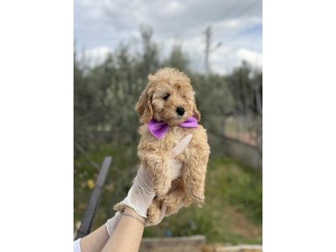 Orijinal dişi brown toy poodle