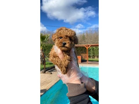 Red brown toy poodle yavruları istanbul