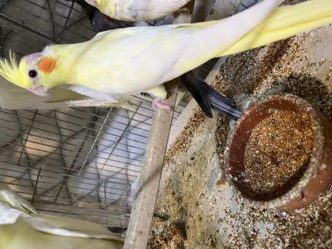 Yeme yeni düşmüş yavru sultan papağanlar