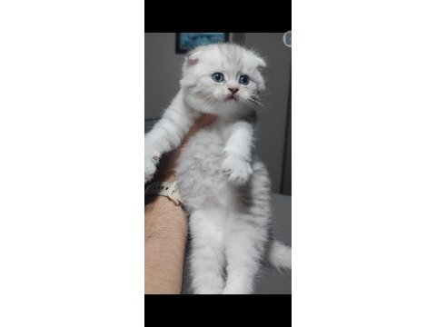 Scottish fold kedimiz