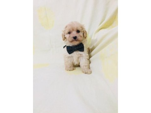 Maltipoo canlarım ev üretimi